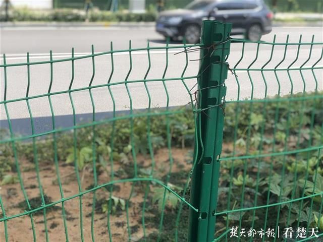 行人|800米路段无过街通道,行人翻越绿化带过马路