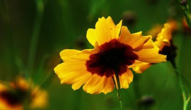  青云直上|8月开始与钱有缘，事业青云直上，摇身变富人的四大生肖