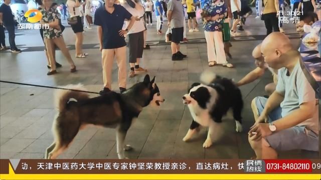 公园|长沙养犬的注意了！延长整治行动两个月，不戴嘴套、遛狗不牵绳…无证养犬直接扣留