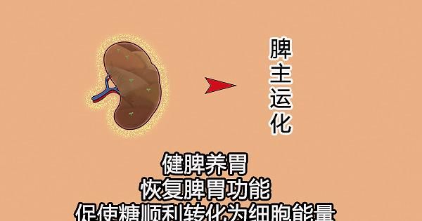 中医|大白话说中医第六十七期|同病异病看整体，健脾养胃生元气