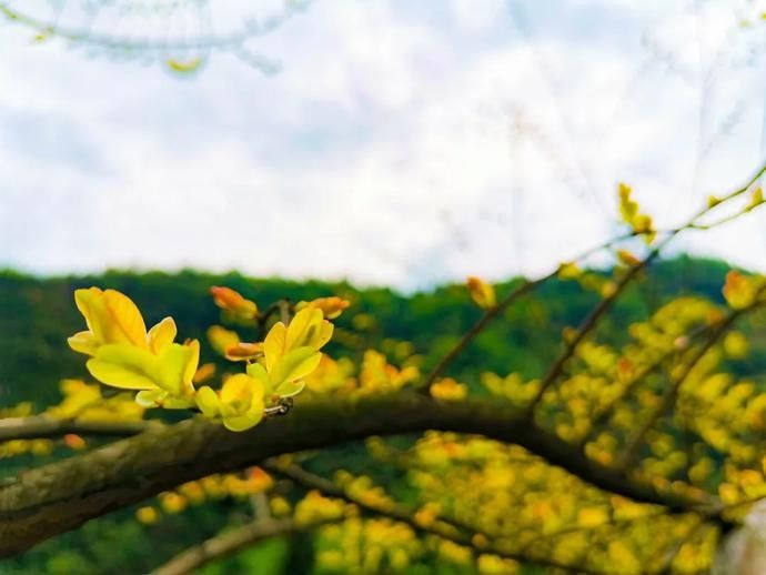  张家沟|阅读雨城丨寻茶张家沟