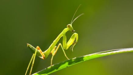  宿主|铁线虫是一种什么样的生物？它真的会入侵人体吗？专家做出解释