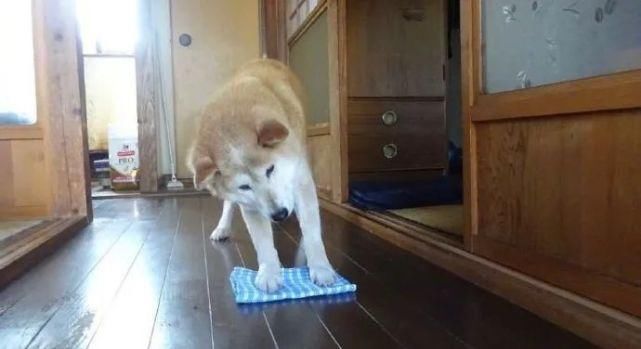  讨生活|柴柴超可爱！我们小狗讨生活可不易了！