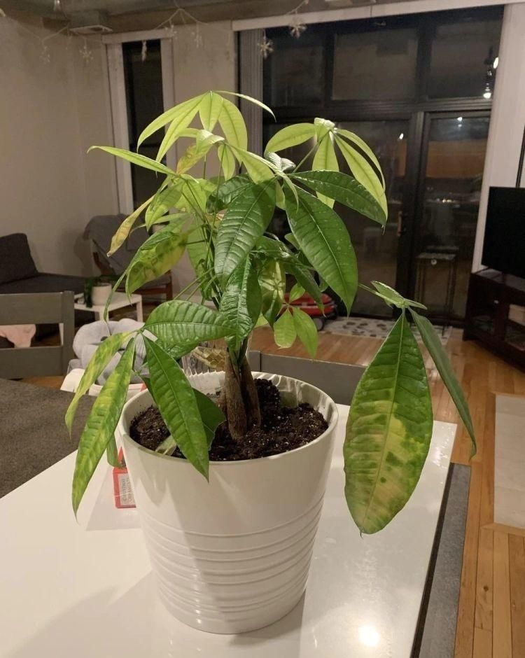  种子|了解发财树那脆弱的根，发现它很容易烂根，但我有解决方法