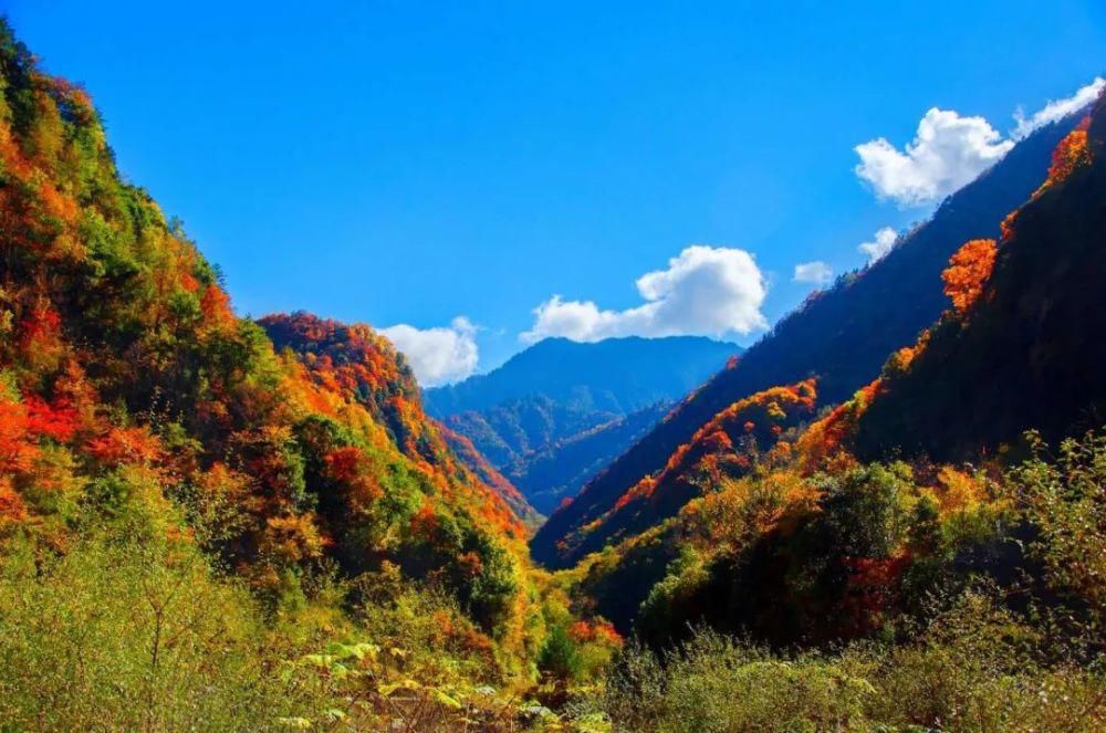  阴平古道|醉美唐家河，又见枫叶红~