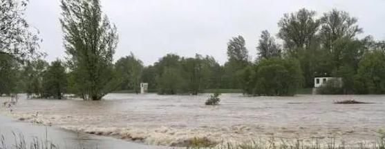  洪水|狗狗被主人拴在电线杆上＂等死＂，比飓风洪水更可怕的是人心！