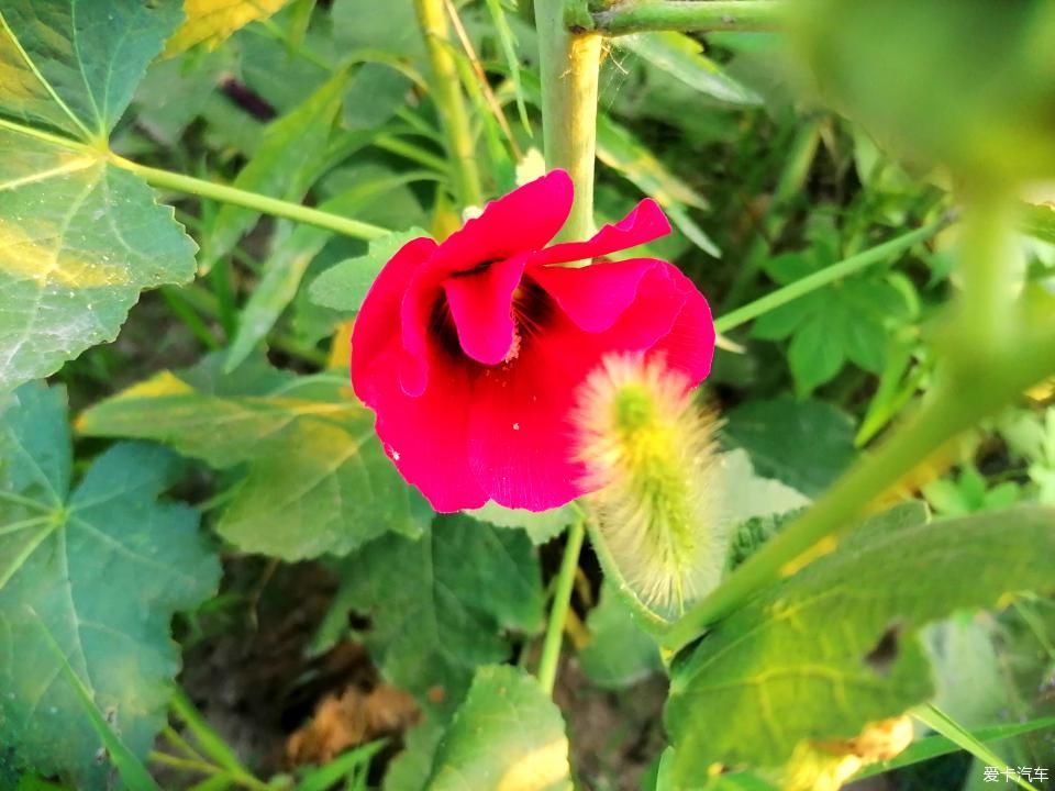 蜀葵|盛夏赏蜀葵，观花心情爽！