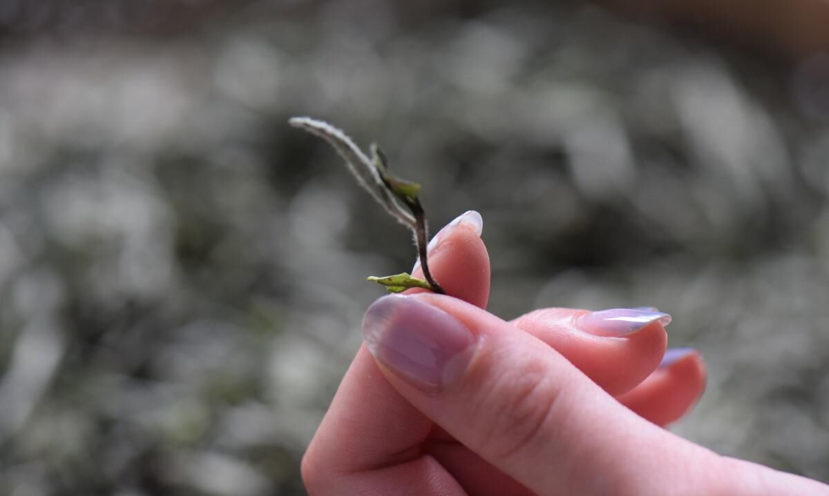 葵小|买到的寿眉很碎，是假的吗？葵小茗为你解答