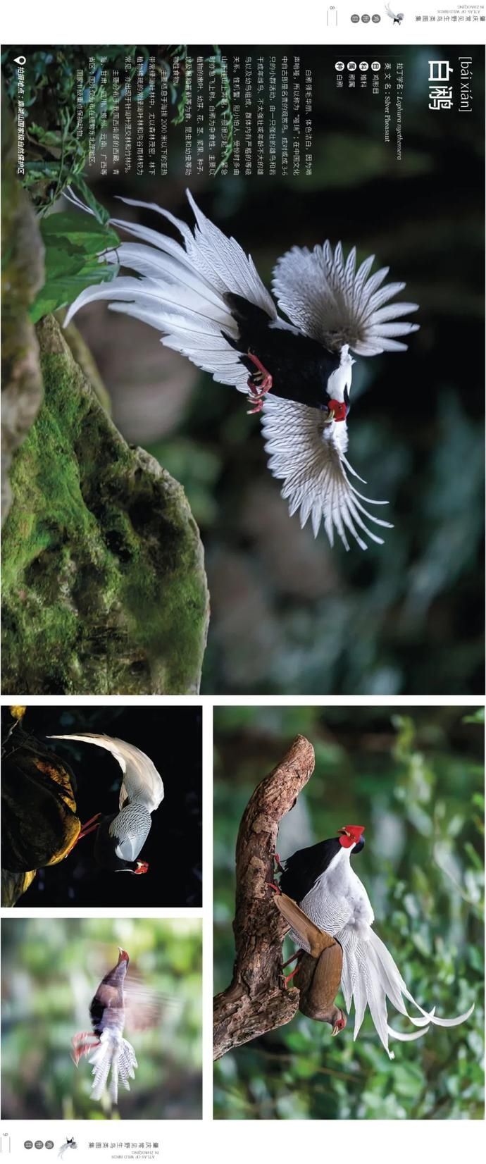 野生鸟类|艺术照曝光!肇庆竟藏有这么多野生“精灵”,很多没见过……