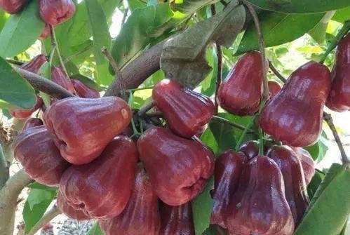 外表欺骗|网评“最难吃”的5种水果,榴莲落榜,吃过3种的敬你是条汉子