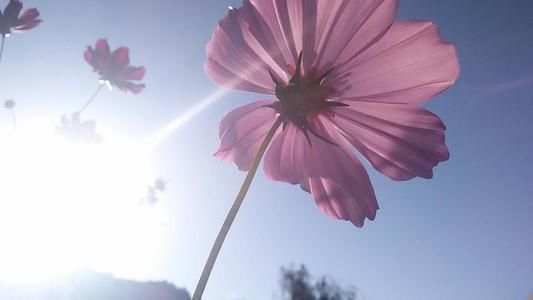 白羊座|貌美如花,这几位星座女孩,到哪都是焦点