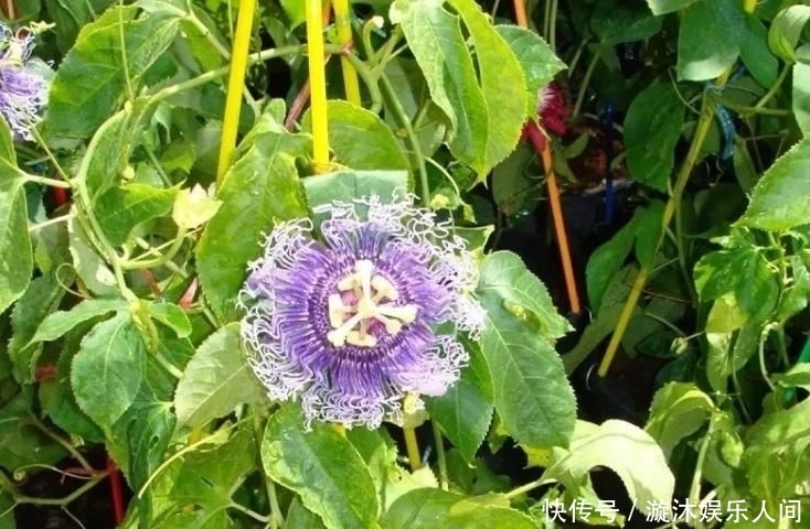  植物|养爬藤植物就养这5种，能赏花还能食用！