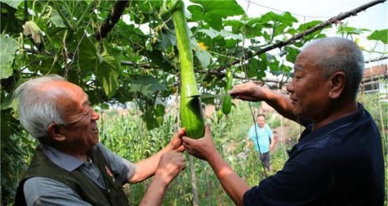 经刀|农村有一种神奇的瓜,一个能吃两个月,经刀砍接着长