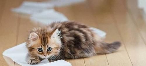 女孩|猫咪“遭虐待”被拴在树下，女孩上前解救，看到纸条默默离开了