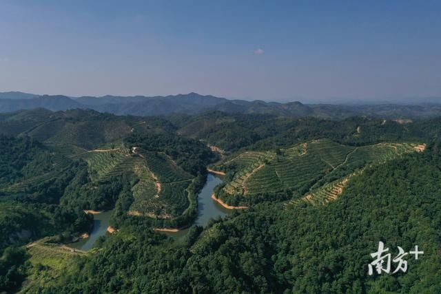  面貌|“见证河源山乡巨变”? 龙川赤光大洋村：龙头企业带动村集体和村民收入大增面貌大变