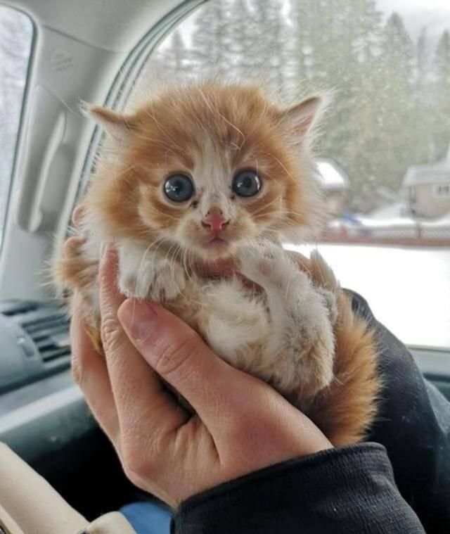  捡回|散养猫捡回三只小奶猫，主人都愣了：你不是已经绝育了吗