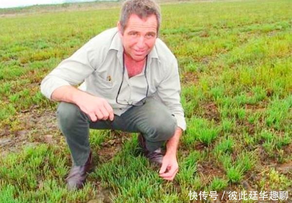  牛奶|它被外国人视为高端菜，含钙量是牛奶的5倍，国内种植却少有人吃