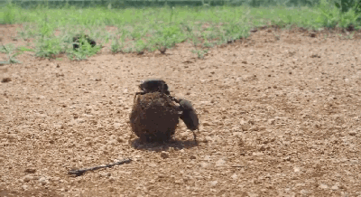  女王|为了躲避猎杀和寻找水源，女王带着族群，开启了逃亡之旅