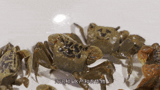 膏蟹|8月这些海鲜正当季!简单用蒜蓉蒸,只需3步,几分钟就能吃!