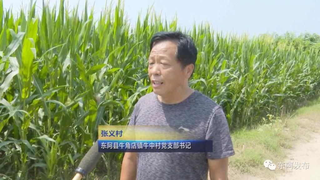 田野|【走向我们的小康生活】东阿：土地托管 “托”起希望的田野