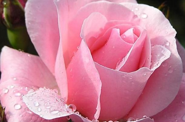 属兔的人|8月开始,4属相运势大涨,财到福到吉祥到,万事大吉,福禄双至