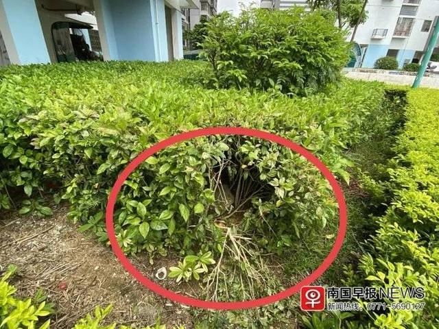  生还|3岁女童，12楼坠下，奇迹生还！但事件再次敲响了警钟