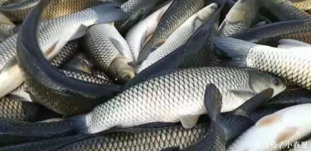  喜欢|草鱼5种最好吃的做法，简单美味又下饭，看看你喜欢吃哪种？