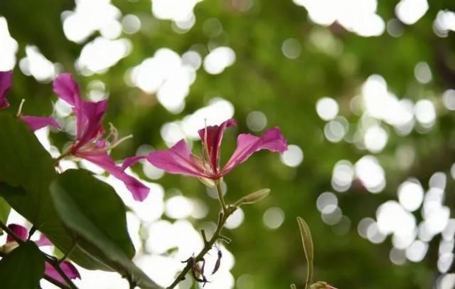  好日子|九月份开始，轻松逆袭，好运伴身，好日子要来了的四大生肖