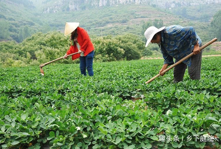  叶子|农村1种作物，多数人只知道种子大有作用，却把叶子浪费，可惜了