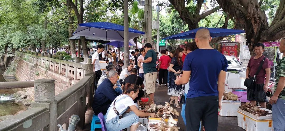  斗鸡|就问你晓得仁寿“斗鸡公”不？