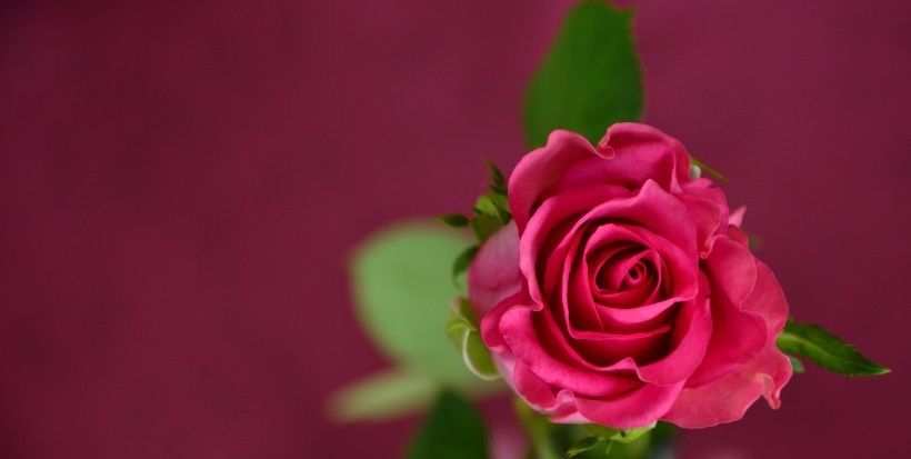 生肖鸡|7月份期间，十里桃花香，出门遇良缘，极易邂逅爱情的四生肖！