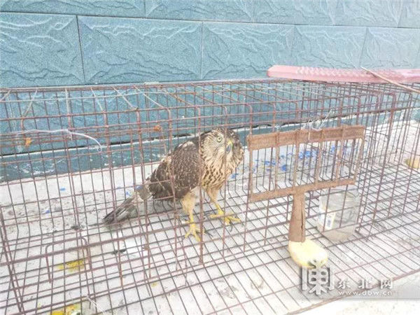  工作人员|受伤苍鹰钻进居民院内铁笼求助 警民接力救助