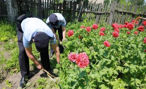 销毁|佳木斯民警销毁16株罂粟花
