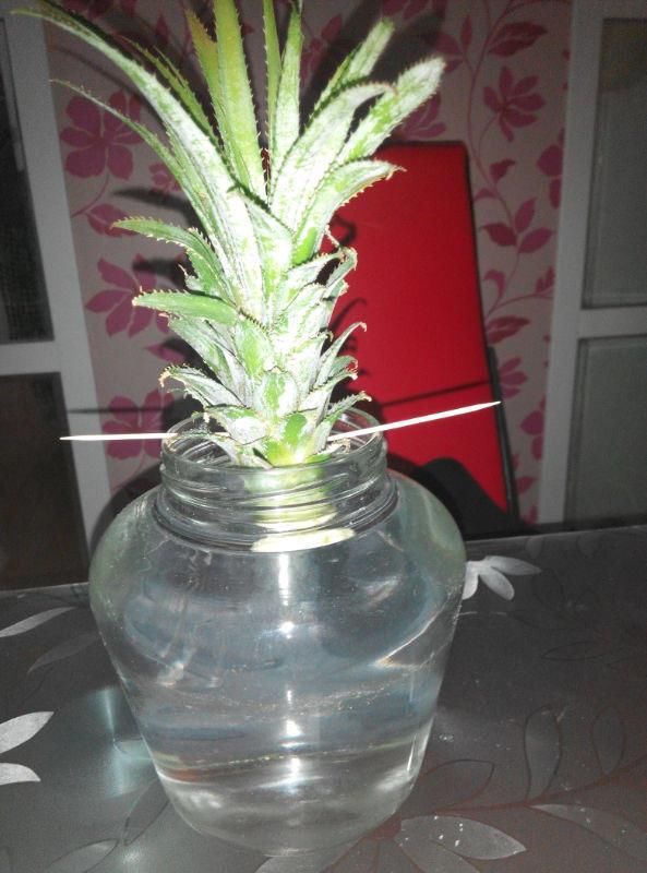 从头到脚|菠萝是个“宝”,从头到脚全有用,扔掉就是浪费