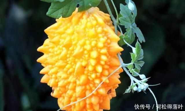 恰到好处|秋季干燥,遇到这4种水果可以多囤点,香甜水分足,咬一口就爆汁