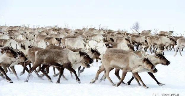图源|北极圈着火!气温直逼38度,科学家恐冰川融化远古病毒复活