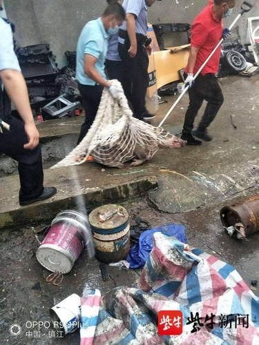  白天|“二师兄”白天闯入闹市宿舍楼警民擒拿无果动用麻醉枪