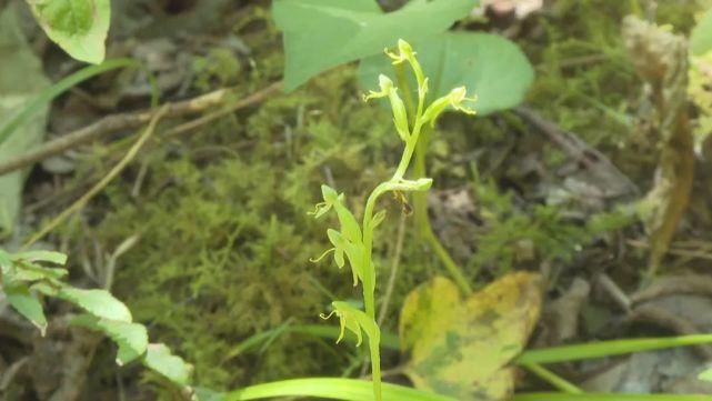 景宁|失踪135年，珍稀植物“湿地玉凤花”重现景宁