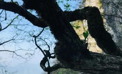  云海奇观|坐着电梯也能上的汉中龙头山究竟有啥美景？