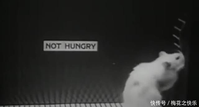 阶级|上层阶级如何产生?耶鲁大学老鼠阶级实验告诉你