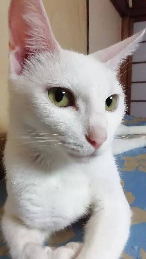  猫咪|只为开猫咪咖啡馆，女子日均开销不到15元，34岁前买下3栋楼！