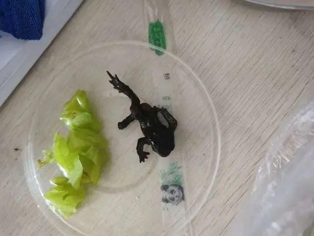 女子|“天呐，癞蛤蟆！”女子点了份外卖，看吐上万人，商家回应让人窒息！