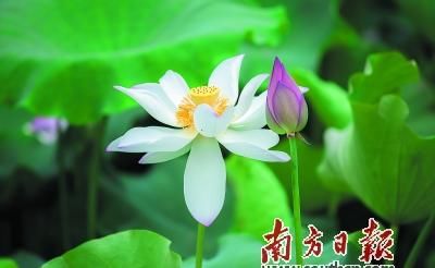  荷花|映日荷花别样红 夏日炎炎送清凉