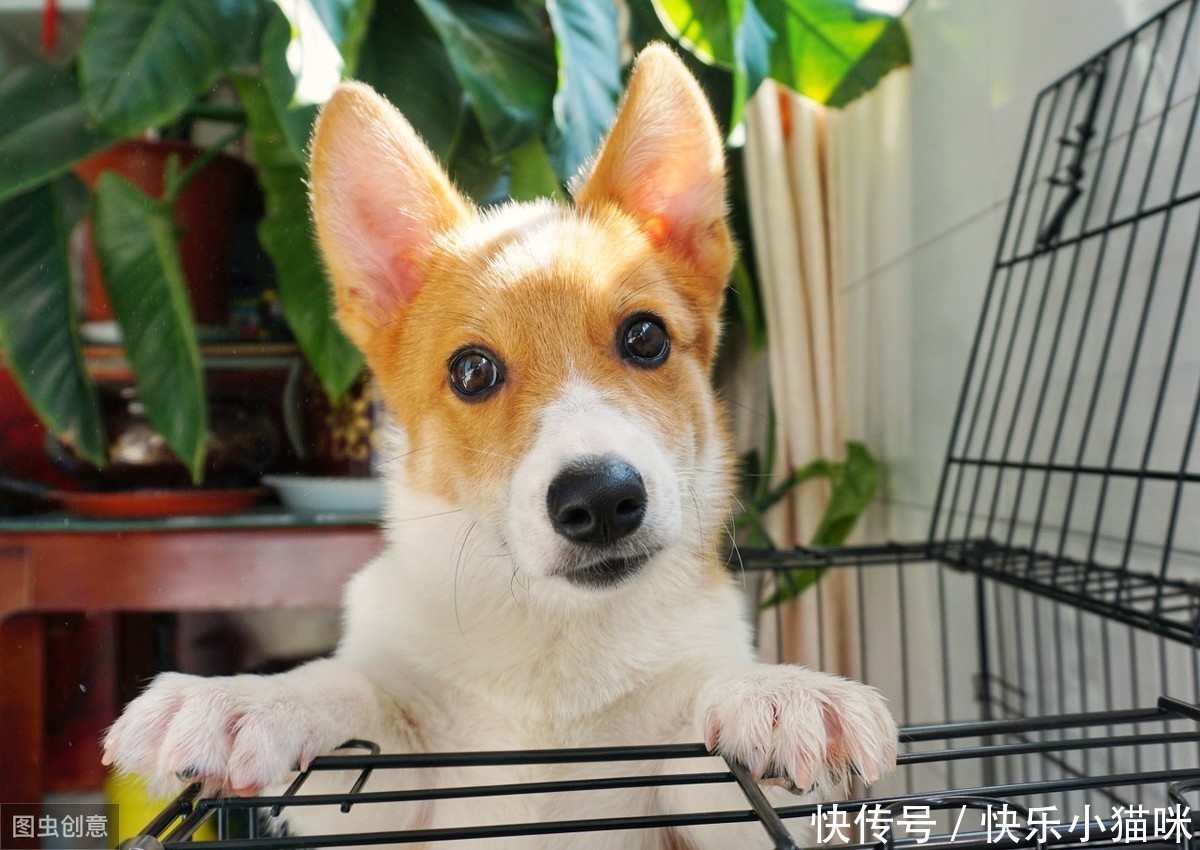 主人|当狗狗想念主人时,它会做这些事,第四件很多人却在责骂