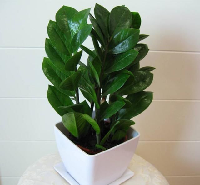  寓意|高雅寓意好的树，摆在庭院或客厅，好彩头有了