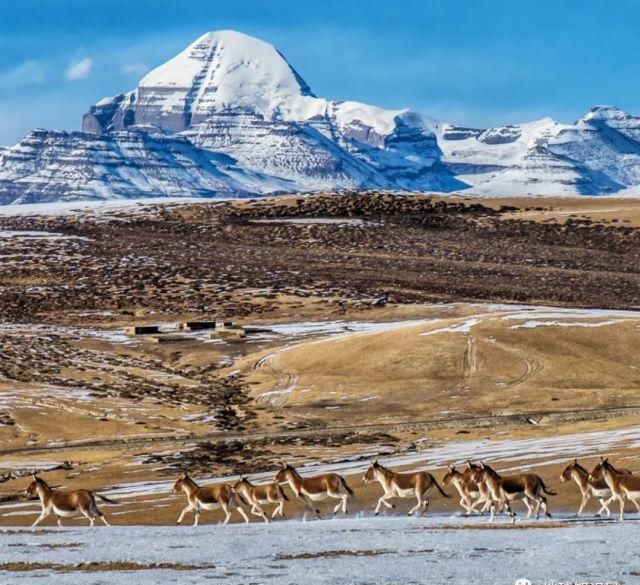  藏中电|最近，西藏有件大事
