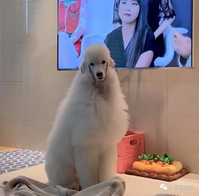 主人|主人在沙发上看电视，巨贵一屁股坐在跟前：看什么电视，我不香吗？