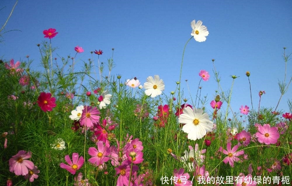 格桑花|格桑花如何繁殖养护,需要注意什么?