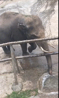 发现|搞笑GIF：发现一个很皮的大象