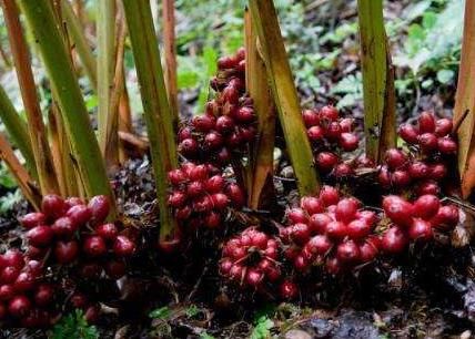 生姜|南方才能种植，根似生姜果像红枣，很多人以为有毒，却卖35元1斤